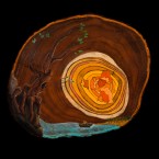 Seek ~12 in. round. MM on Chinaberry Wood.
